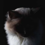 A cat looking mysterious against a dark background. Used by suspense writer Judith Erwin in an article on cats in mysteries.