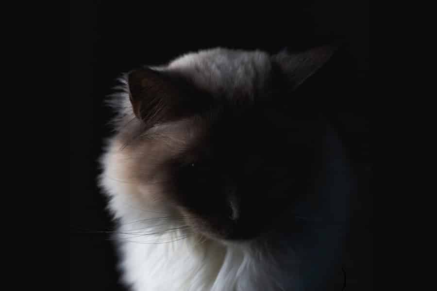 A cat looking mysterious against a dark background. Used by suspense writer Judith Erwin in an article on cats in mysteries.
